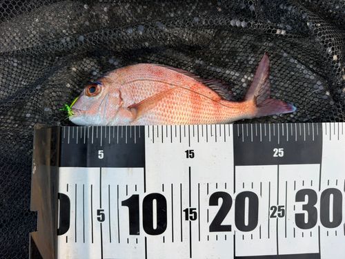マダイの釣果