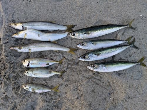 カマスの釣果