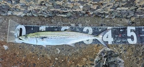 サゴシの釣果