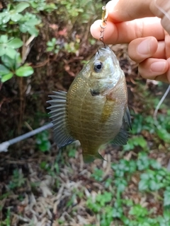 ブルーギルの釣果