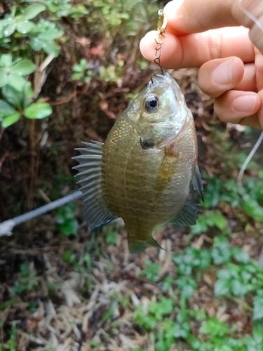 ブルーギルの釣果