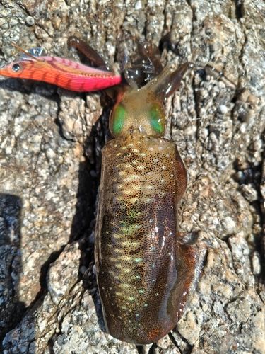 アオリイカの釣果