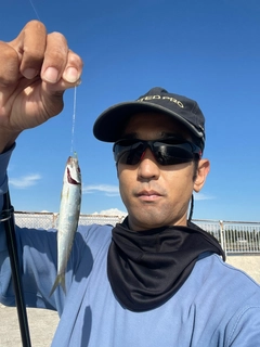 ウルメイワシの釣果