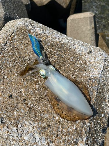 伊良湖岬