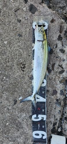 サゴシの釣果