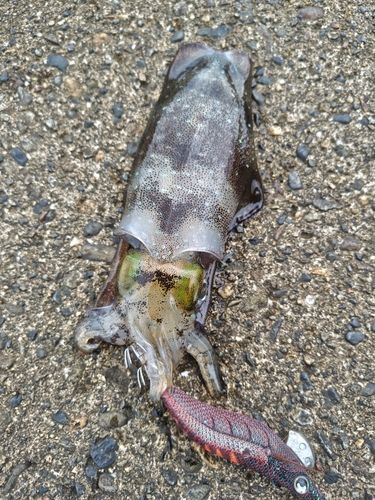 アオリイカの釣果