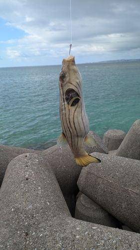 フグの釣果