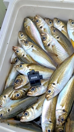 アジの釣果