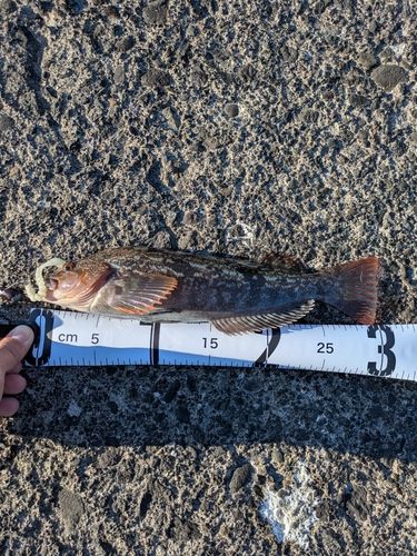 アイナメの釣果