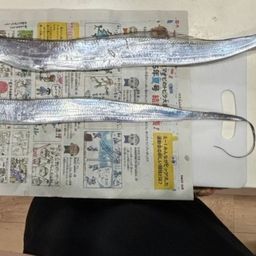 タチウオ