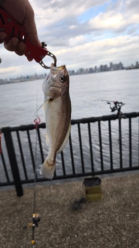 イシモチの釣果