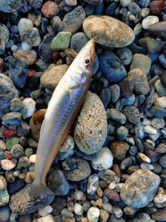 キスの釣果