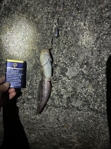 ゴンズイの釣果