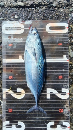 スマガツオの釣果
