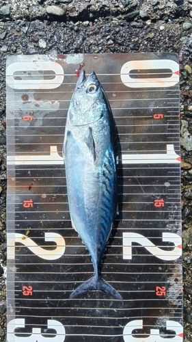スマガツオの釣果