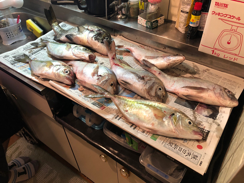 シマアジの釣果