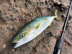 ツバスの釣果