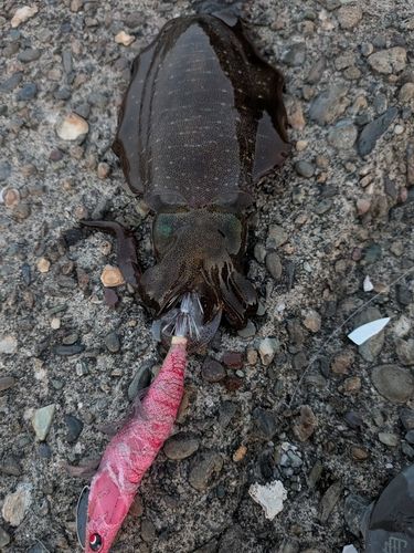 アオリイカの釣果