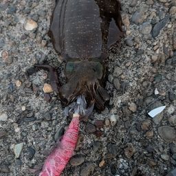 アオリイカ
