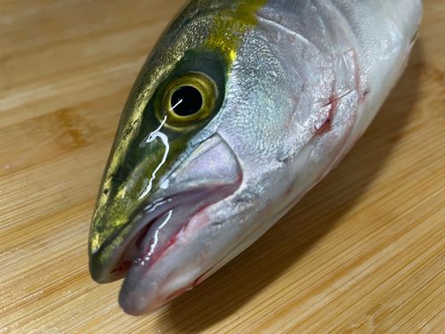 ヤズの釣果
