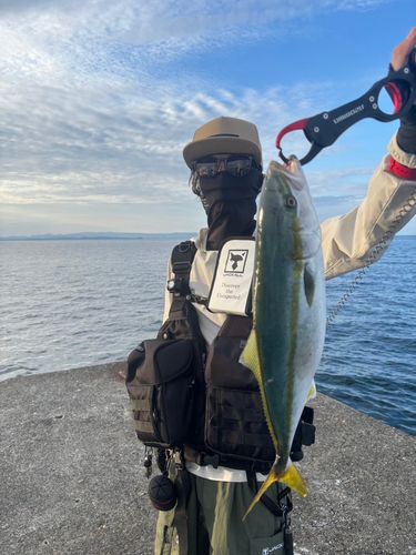 ハマチの釣果
