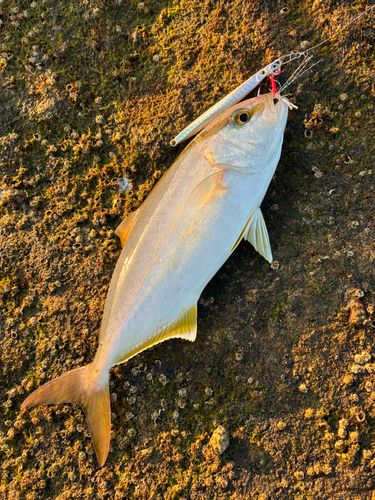 ネリゴの釣果