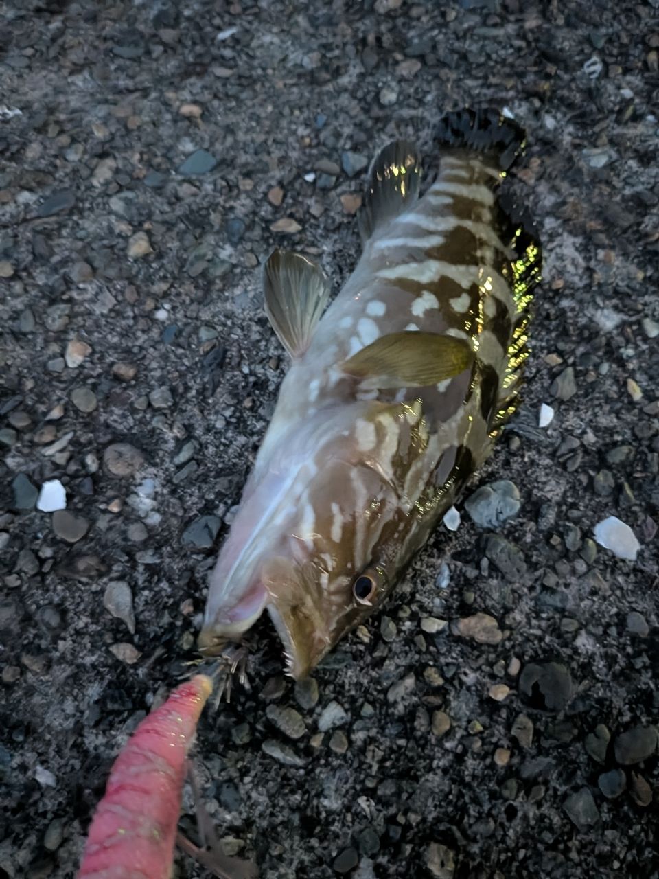 クエ