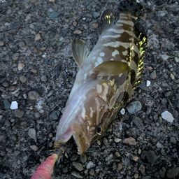 クエ