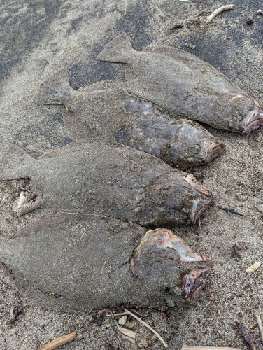 エゾイソアイナメの釣果