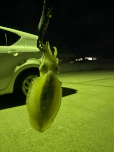 イカの釣果