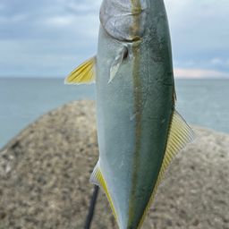 ワカシ