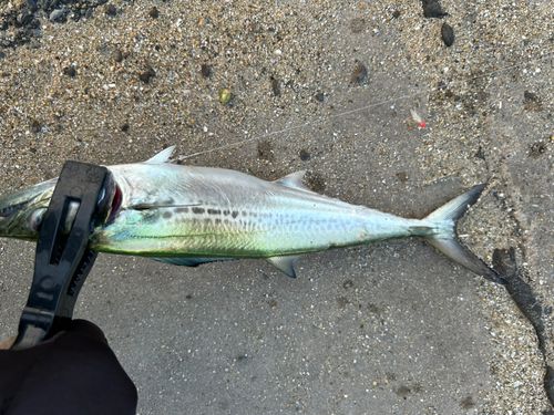 サゴシの釣果