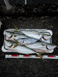 ヤズの釣果