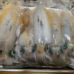 アオリイカ
