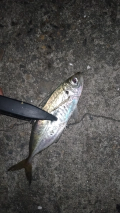 マアジの釣果