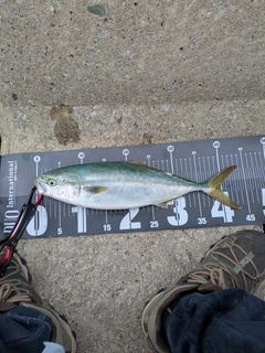 イナダの釣果