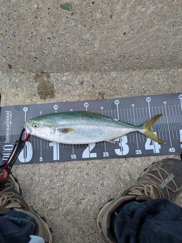 イナダの釣果