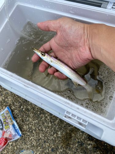 カマスの釣果