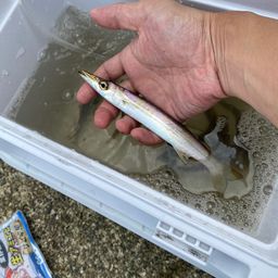 カマス