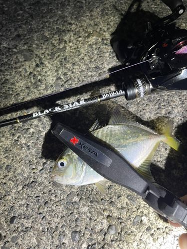 メッキの釣果