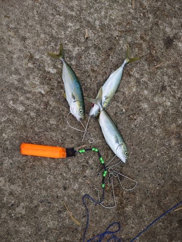 ツバイソの釣果
