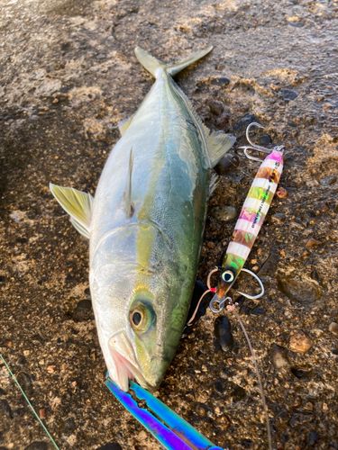ワカシの釣果