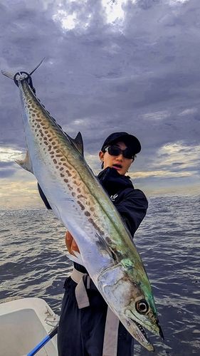 サワラの釣果
