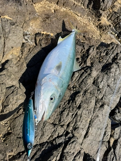 ヤズの釣果