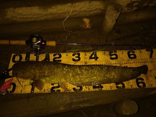 ニホンナマズの釣果