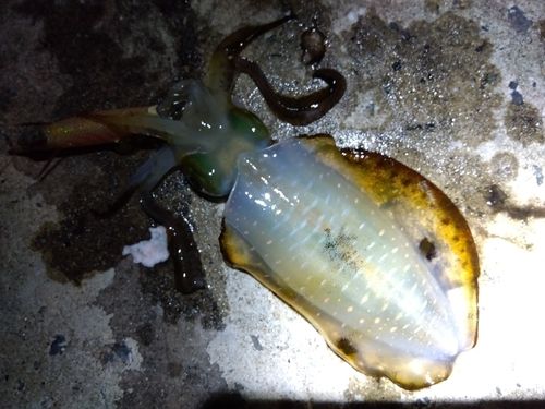 アオリイカの釣果