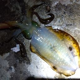 アオリイカ