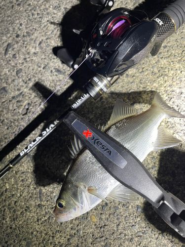 セイゴ（マルスズキ）の釣果