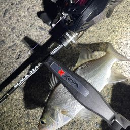 セイゴ（マルスズキ）