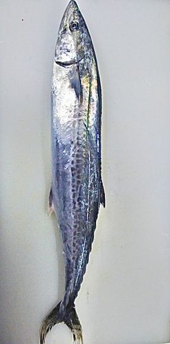 サゴシの釣果